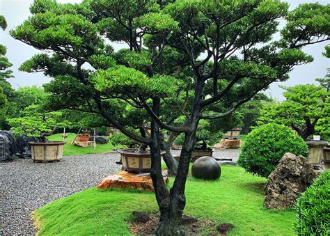 羅漢松庭園樹|探索台南的羅漢松：自然之美與養護妙招 – 植物盆栽綠寶典